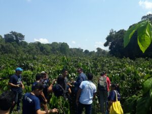 Imagem da notícia - Pronatec/Cetam/Maués visita viveiro e cultivos de guaraná da Ambev